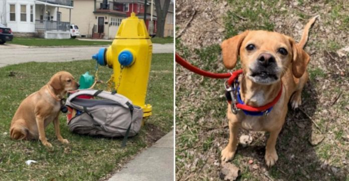 Cachorrinha é abandonada amarrada em hidrante ao lado de mochila com todos seus pertences