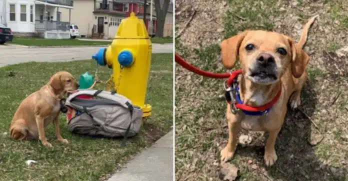 capa-razoes-cachorra-abandonada-hidrante Cachorrinha é abandonada amarrada em hidrante ao lado de mochila com todos seus pertences