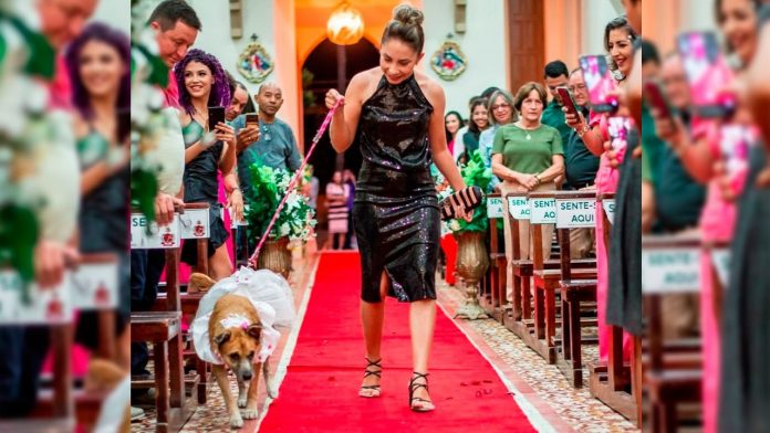 Casal leva cães como pajens e padre, em razão disso, se recusa a dar a benção final aos noivos