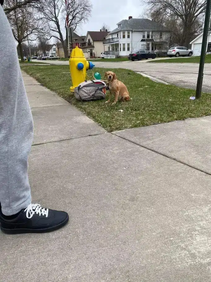 Cachorrinha é abandonada amarrada em hidrante ao lado de mochila com todos seus pertences revistapazes.com - Cachorrinha é abandonada amarrada em hidrante ao lado de mochila com todos seus pertences
