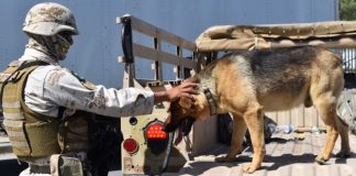 Soldados do Exército resgatam cachorrinho que foi abandonado por traficantes na fronteira no México