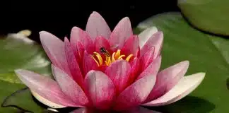 Sutra da Flor de Lótus da Lei Maravilhosa – Poema da Longevidade do Tathagata