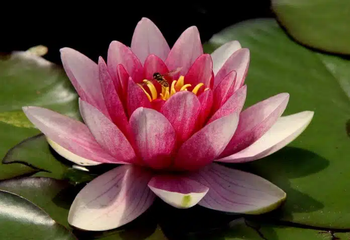 flower-197197_1280 Sutra da Flor de Lótus da Lei Maravilhosa – Poema da Longevidade do Tathagata