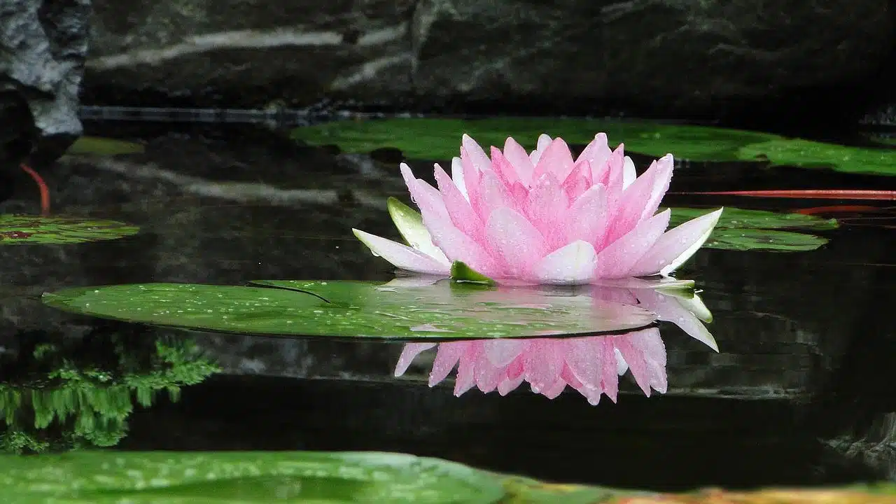 Sutra da Flor de Lótus da Lei Maravilhosa - Poema da Longevidade do Tathagata revistapazes.com - Sutra da Flor de Lótus da Lei Maravilhosa - Poema da Longevidade do Tathagata