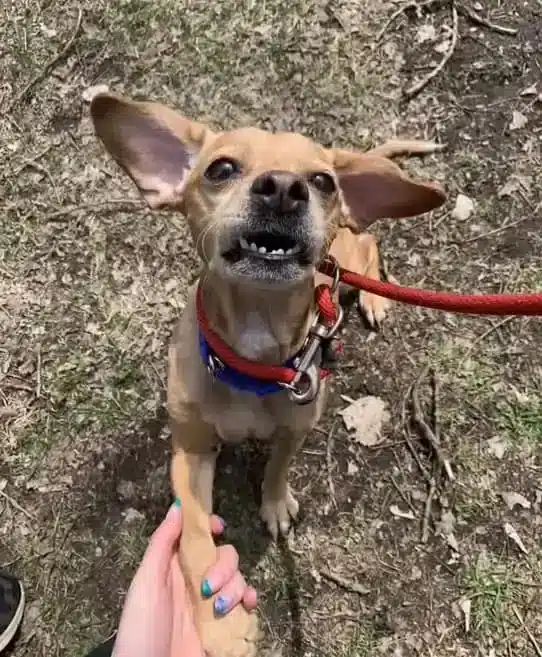 Cachorrinha é abandonada amarrada em hidrante ao lado de mochila com todos seus pertences revistapazes.com - Cachorrinha é abandonada amarrada em hidrante ao lado de mochila com todos seus pertences