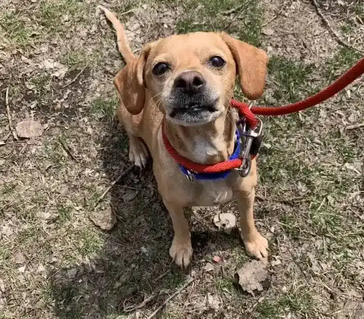 Cachorrinha é abandonada amarrada em hidrante ao lado de mochila com todos seus pertences revistapazes.com - Cachorrinha é abandonada amarrada em hidrante ao lado de mochila com todos seus pertences