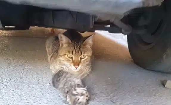 Gatinha chora debaixo de um carro enquanto abraça o corpo de seu bebê, que faleceu revistapazes.com - Gatinha chora debaixo de um carro enquanto abraça o corpo de seu bebê, que faleceu
