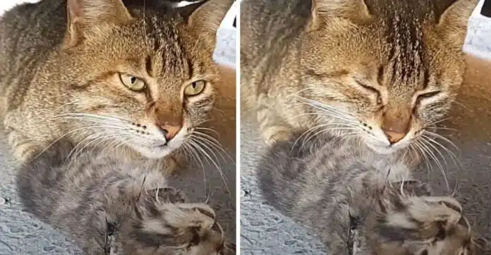 Gatinha chora debaixo de um carro enquanto abraça o corpo de seu bebê, que faleceu