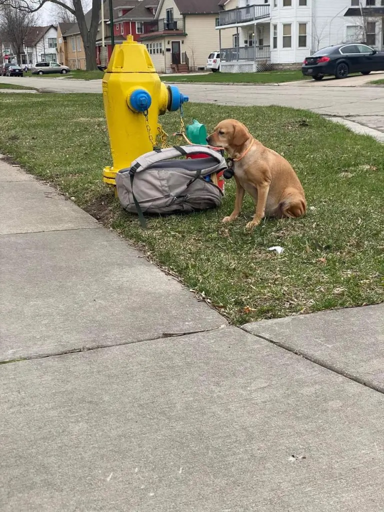 revistapazes.com - Cachorrinha é abandonada amarrada em hidrante ao lado de mochila com todos seus pertences