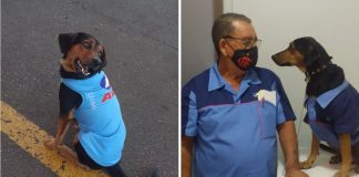 Cão de rua é adotado por posto de gasolina e vira “cãofuncionário” e mascote do local