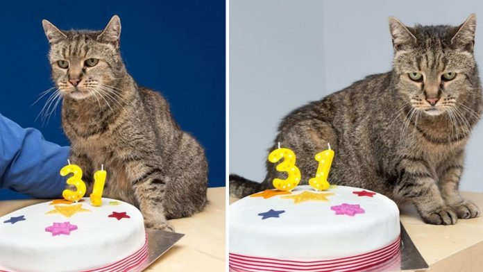 Família comemora os 31 anos de idade do seu gatinho de estimação