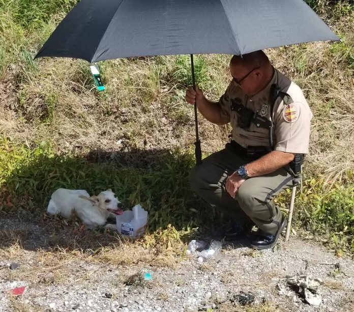 Policial protege cão de sol escaldante enquanto aguarda socorro e imagem emociona as redes sociais