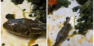 #Vídeo – Comissária de bordo encontra cabeça de cobra decepada na comida servida no avião