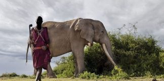 Guerreiros nômades protegem um dos últimos elefantes com presas gigantes do mundo