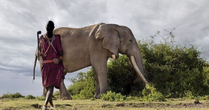 Guerreiros nômades protegem um dos últimos elefantes com presas gigantes do mundo