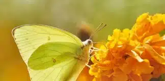 Em tempos de realidades tão sombrias, o que você ainda é capaz de enxergar? – crônica de Nara Rúbia Ribeiro