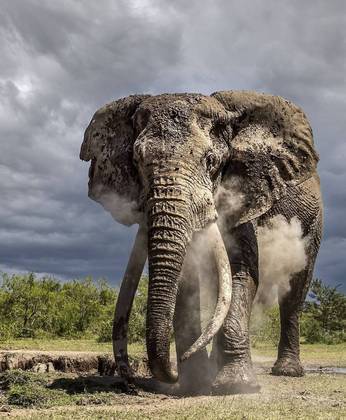 revistapazes.com - Guerreiros nômades protegem um dos últimos elefantes com presas gigantes do mundo