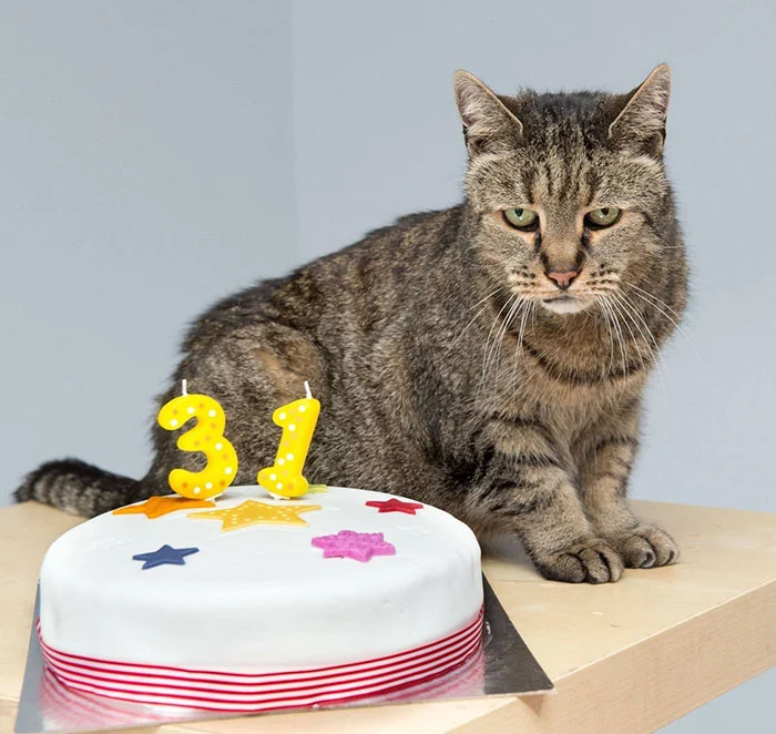 revistapazes.com - Família comemora os 31 anos de idade do seu gatinho de estimação