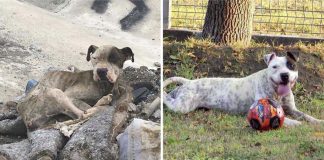 Cadela encontrada em lixão é adotada por família mexicana e passa por incrível recuperação
