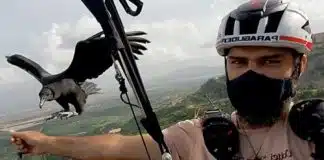 ‘Meu urubu não é meu animal de estimação, é meu filho’