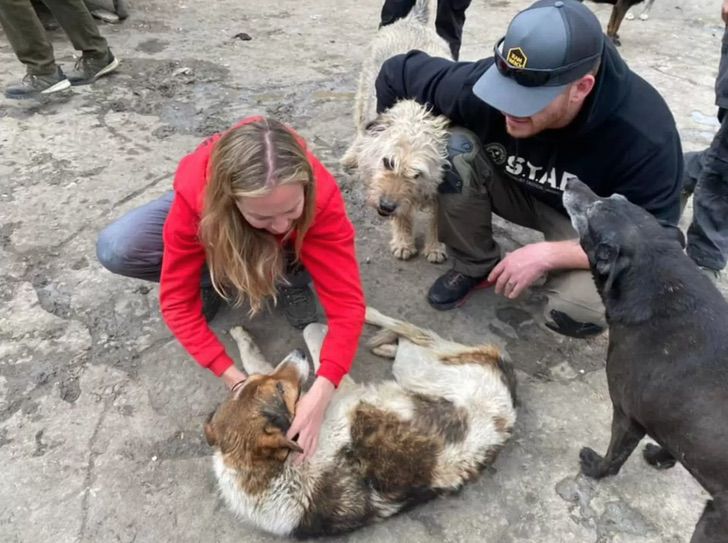 revistapazes.com - Cachorro ucraniano resgatado das ruas se aconchega em mala de veterinária implorando para ela ficar