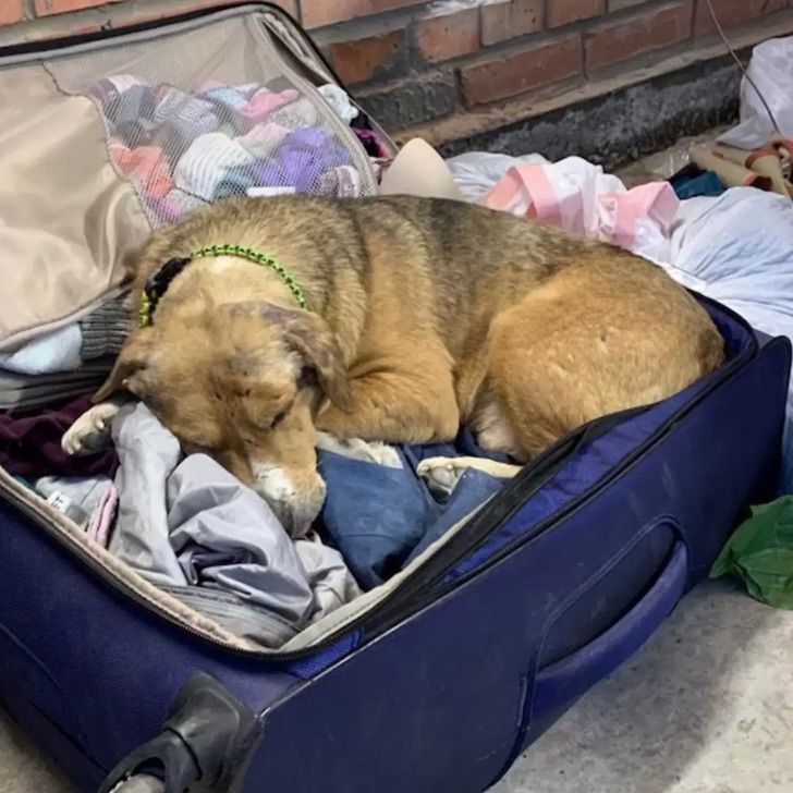 revistapazes.com - Cachorro ucraniano resgatado das ruas se aconchega em mala de veterinária implorando para ela ficar