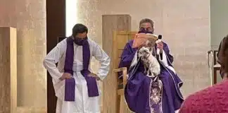 Fiéis criticam padre que celebrou missa com seu cachorrinho doente no colo para não deixá-lo sozinho