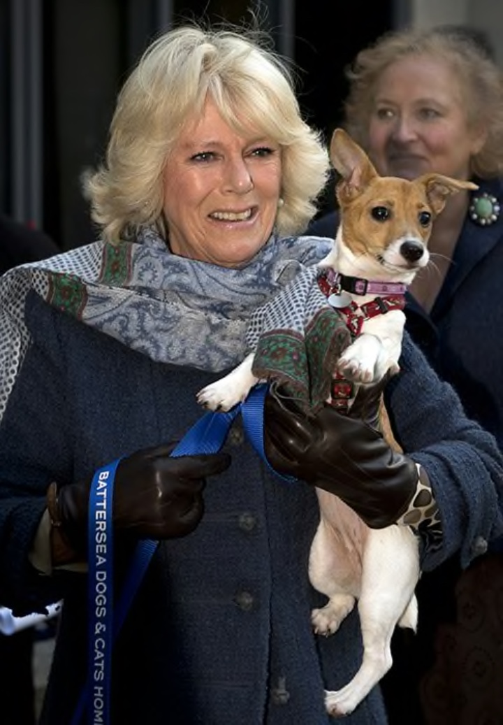 revistapazes.com - Conheçam Beth e Bluebell: os doguinhos resgatados que são os novos mascotes reais do Palácio de Buckingham