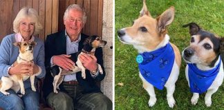 Conheçam Beth e Bluebell: os doguinhos resgatados que são os novos mascotes reais do Palácio de Buckingham