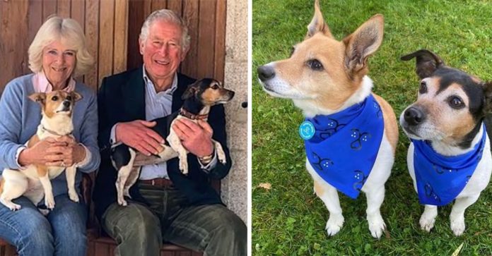 Conheçam Beth e Bluebell: os doguinhos resgatados que são os novos mascotes reais do Palácio de Buckingham