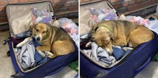 Cachorro ucraniano resgatado das ruas se aconchega em mala de veterinária implorando para ela ficar