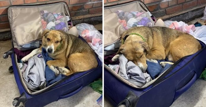 Cachorro ucraniano resgatado das ruas se aconchega em mala de veterinária implorando para ela ficar