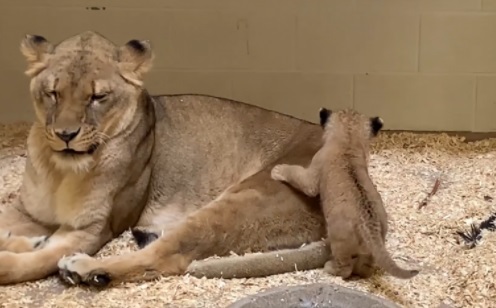 pensarcontemporaneo.com - [VIDEO] Câmera de zoo flagra leão brincando com filhote: "São ferozes, mas também são ótimos pais"