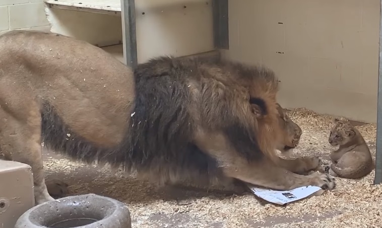 pensarcontemporaneo.com - [VIDEO] Câmera de zoo flagra leão brincando com filhote: "São ferozes, mas também são ótimos pais"