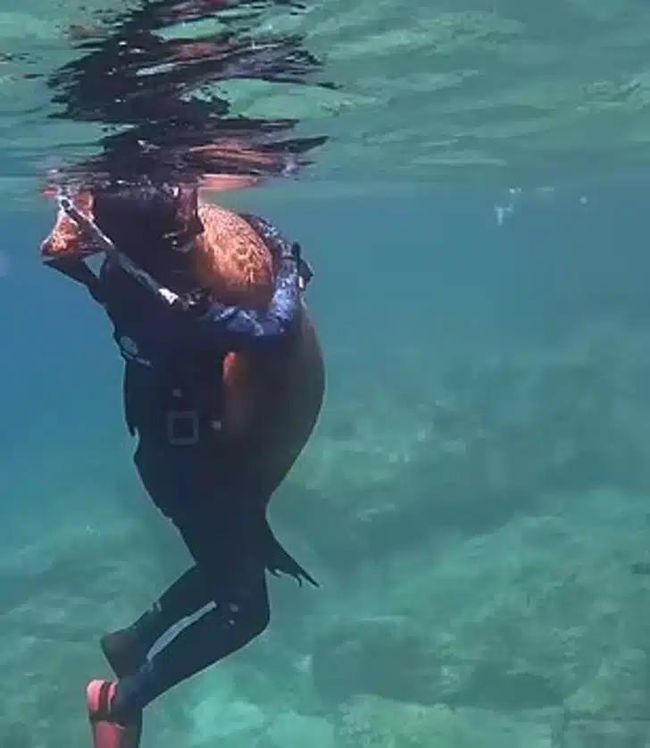 Em vídeo incrível, leão-marinho abraça jovem mergulhador no México: 'Ele só queria um pouco de amor' revistapazes.com - Em vídeo incrível, leão-marinho abraça jovem mergulhador no México: 'Ele só queria um pouco de amor'