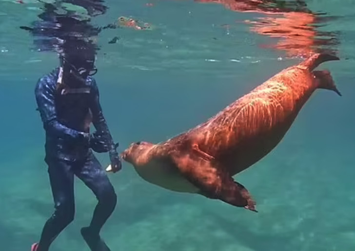 revistapazes.com - Em vídeo incrível, leão-marinho abraça jovem mergulhador no México: 'Ele só queria um pouco de amor'