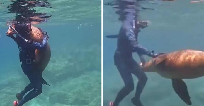 Em vídeo incrível, leão-marinho abraça jovem mergulhador no México: ‘Ele só queria um pouco de amor’