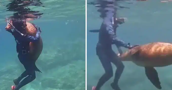 capa Em vídeo incrível, leão-marinho abraça jovem mergulhador no México: ‘Ele só queria um pouco de amor’