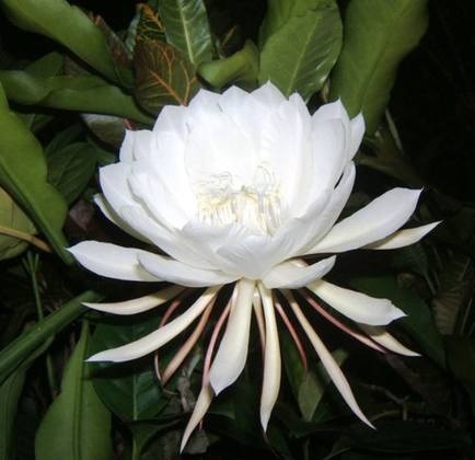 revistapazes.com - Rainha-da-noite: a flor rara que abre e exala perfume apenas uma vez ao ano