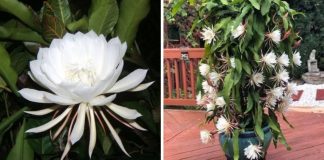 Rainha-da-noite: a flor rara que abre e exala perfume apenas uma vez ao ano