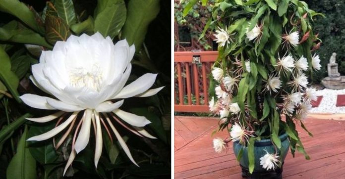 Rainha-da-noite: a flor rara que abre e exala perfume apenas uma vez ao ano