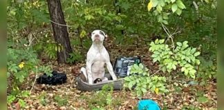 Cachorrinho deixado na floresta com todos os seus pertences espera que alguém o adote