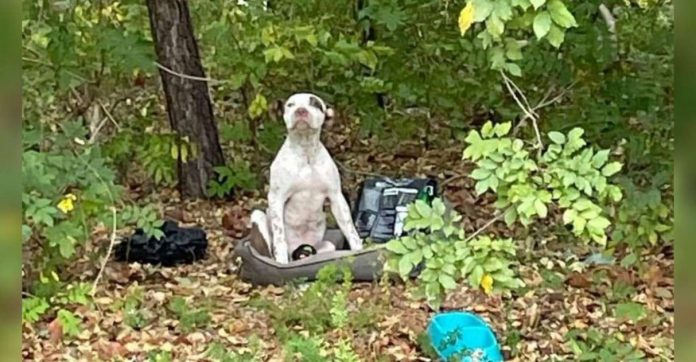 Cachorrinho deixado na floresta com todos os seus pertences espera que alguém o adote