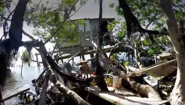 revistapazes.com - Turista resgata cão faminto abandonado em ilha remota e o leva para casa [VIDEO]