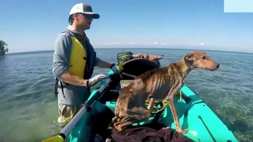 revistapazes.com - Turista resgata cão faminto abandonado em ilha remota e o leva para casa [VIDEO]