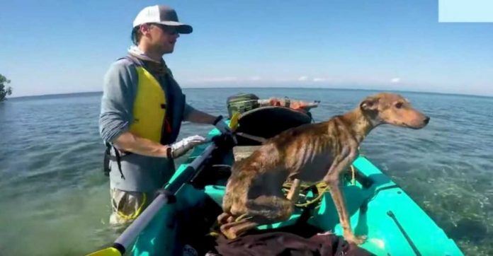 Turista resgata cão faminto abandonado em ilha remota e o leva para casa [VIDEO]