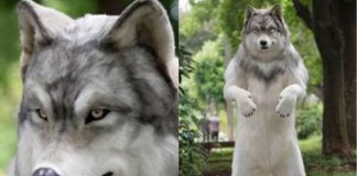 Japonês investe R$ 130 mil para se “transformar” em um “homem lobo”