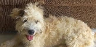 Mulher compra sofá usado, encontra cachorrinha dentro dele ao chegar em casa