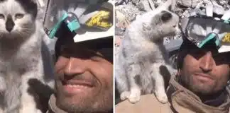 Gatinho ‘se recusa’ a deixar homem que o resgatou após terremoto mortal na Turquia