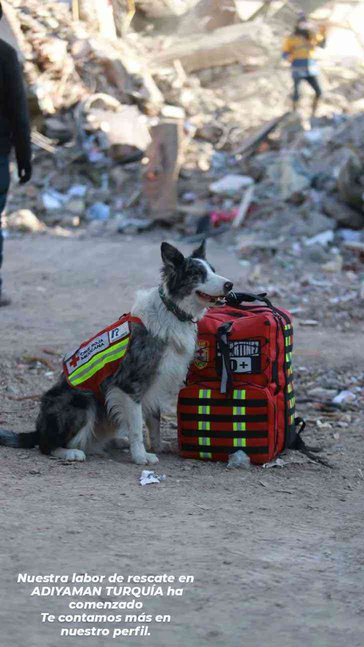 revistapazes.com - Balam, o cachorrinho que sobreviveu a um envenenamento e agora está salvando vidas na Turquia